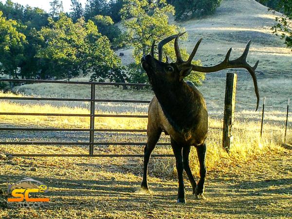 SC2 Outdoors has a 2017 Private Ranch Archery Elk Tag Available for Hunt 411 Northeastern California Rocky Mountain Elk